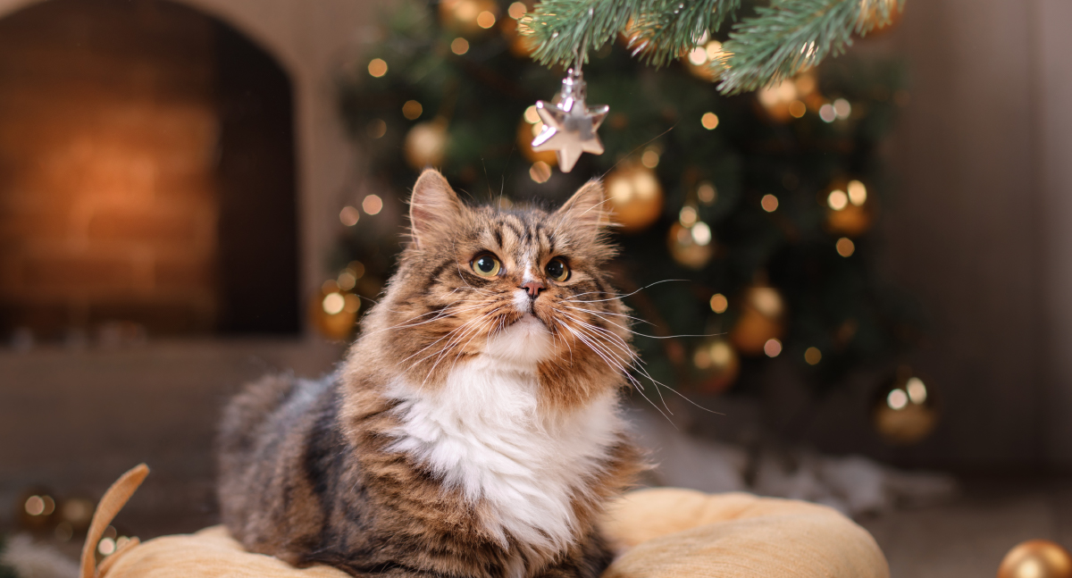 How To Keep Pets Safe At Christmas | Advice Hub - Pets Corner