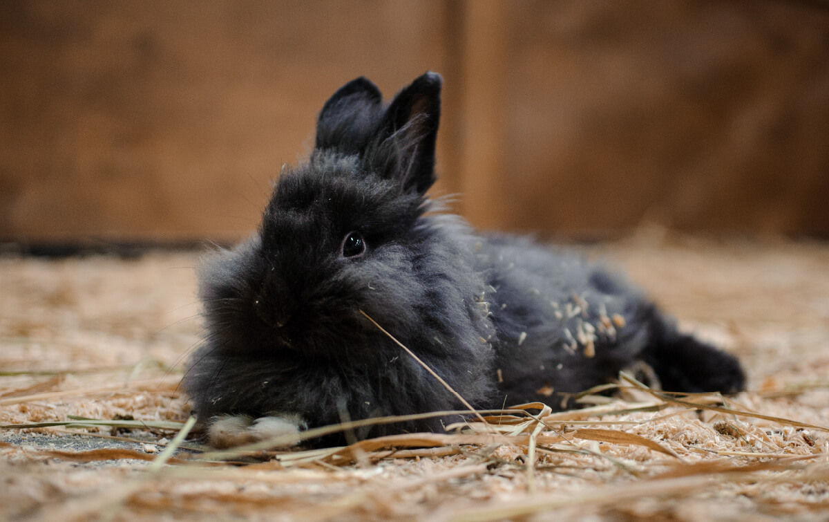 5 Myths About Rabbits